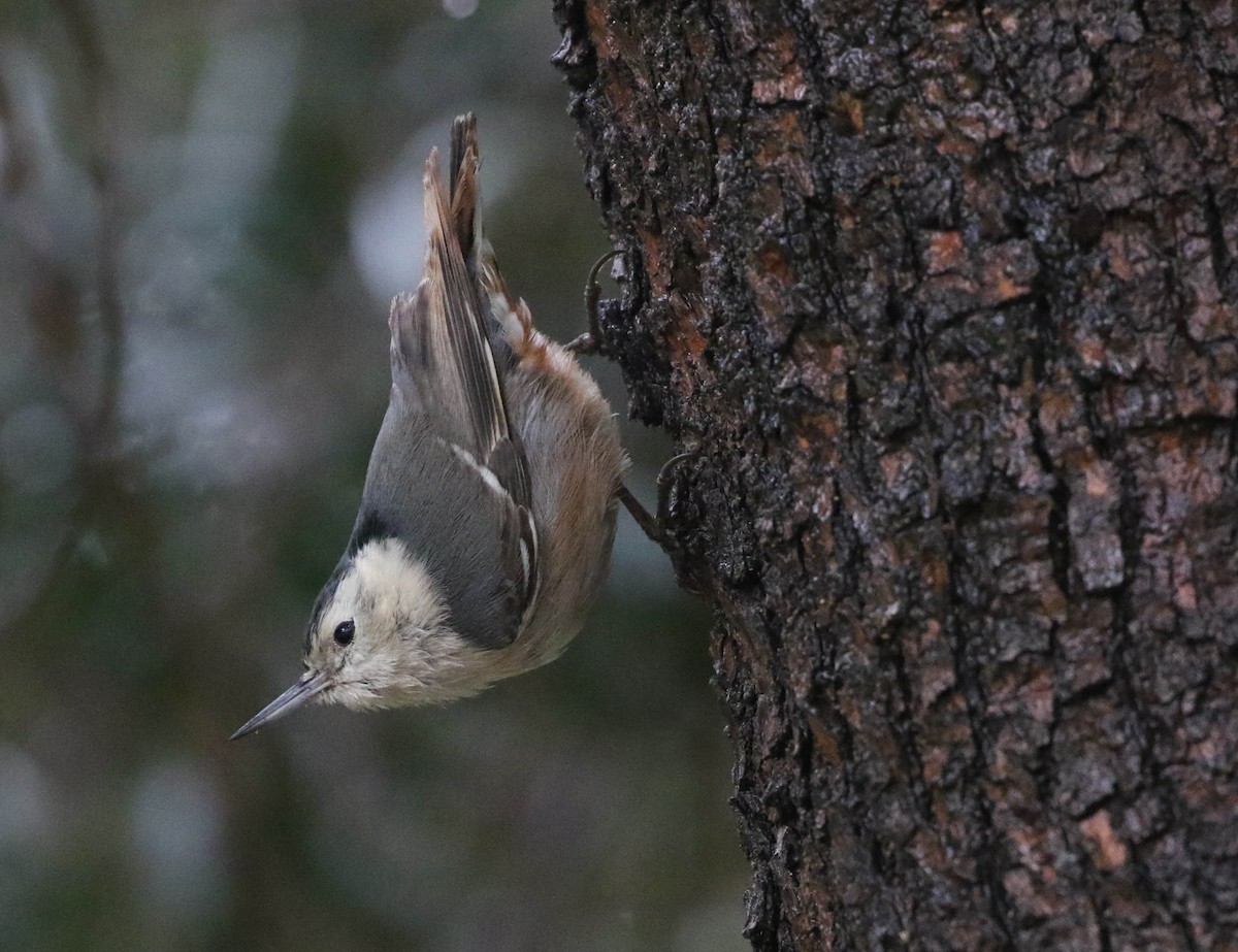 White-breasted Nuthatch (Pacific) - ML615566617