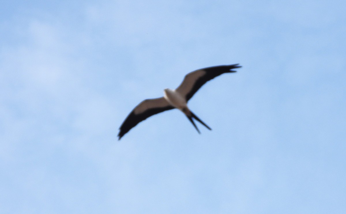 Swallow-tailed Kite - John Cima