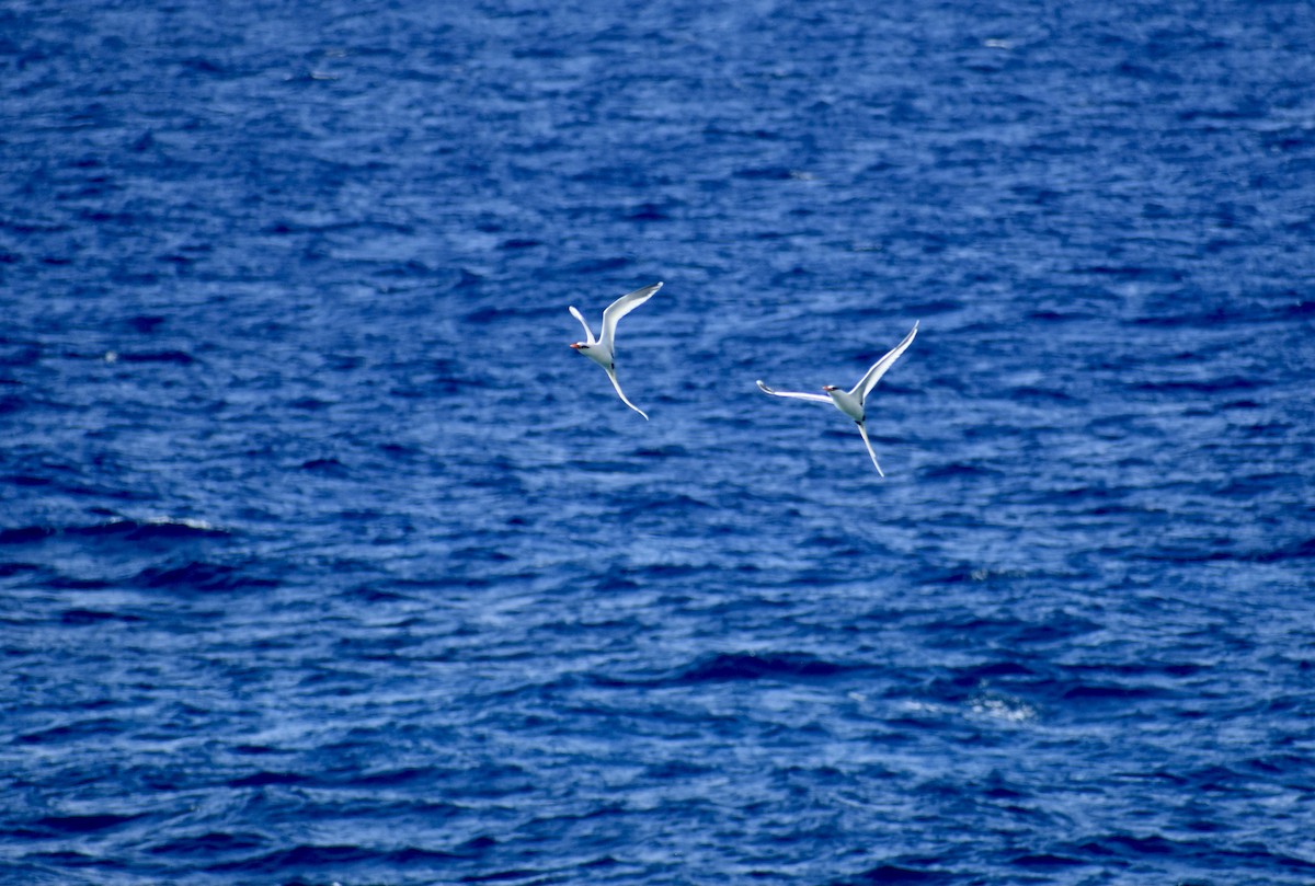 White-tailed Tropicbird - ML615566627