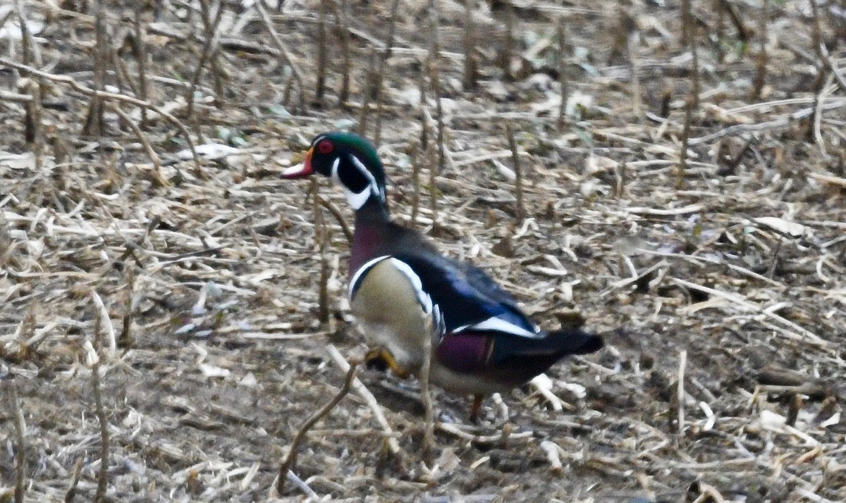 Canard branchu - ML615566639