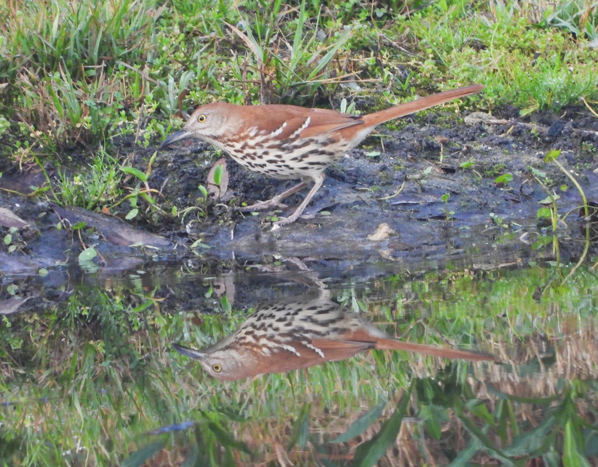 Brown Thrasher - ML615566644