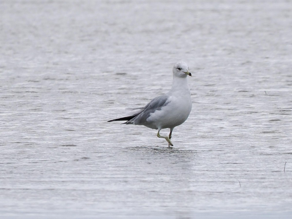 Ring-billed Gull - Ken Ferguson