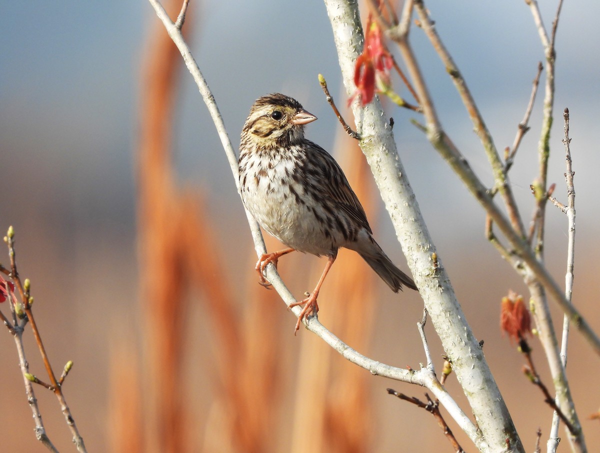 Savannah Sparrow - ML615566654