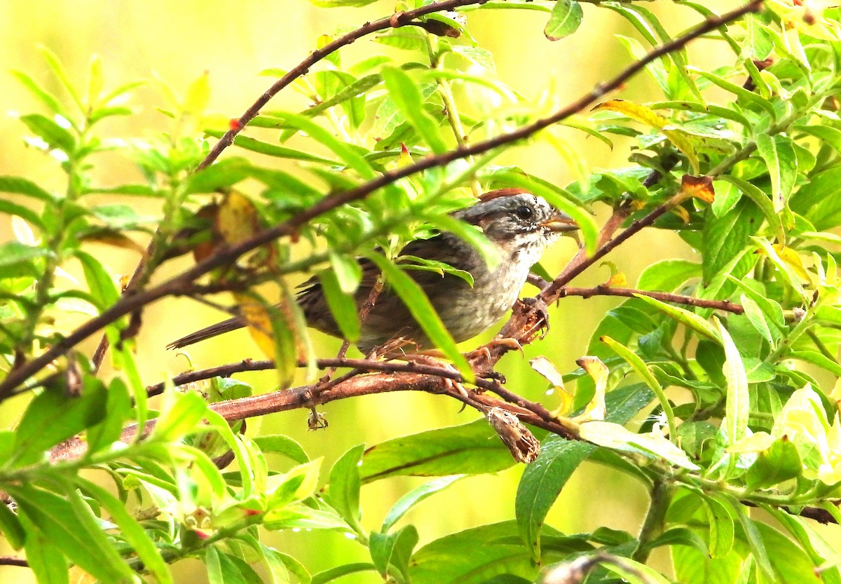 Swamp Sparrow - ML615566665