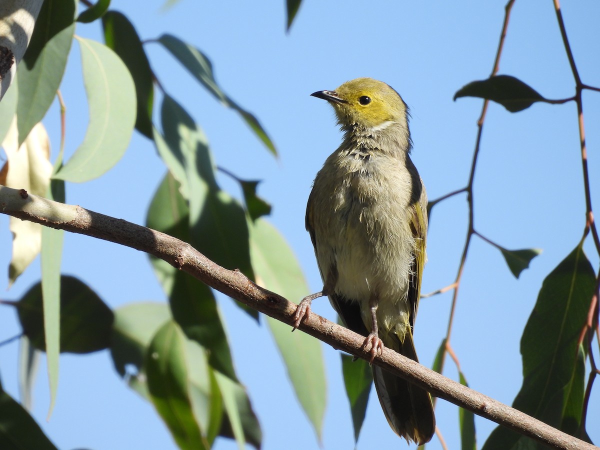 White-plumed Honeyeater - ML615566676