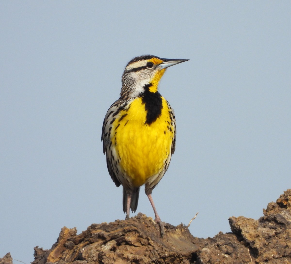 Eastern Meadowlark - ML615566694