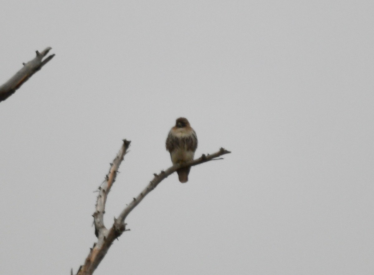 Red-tailed Hawk - ML615566718