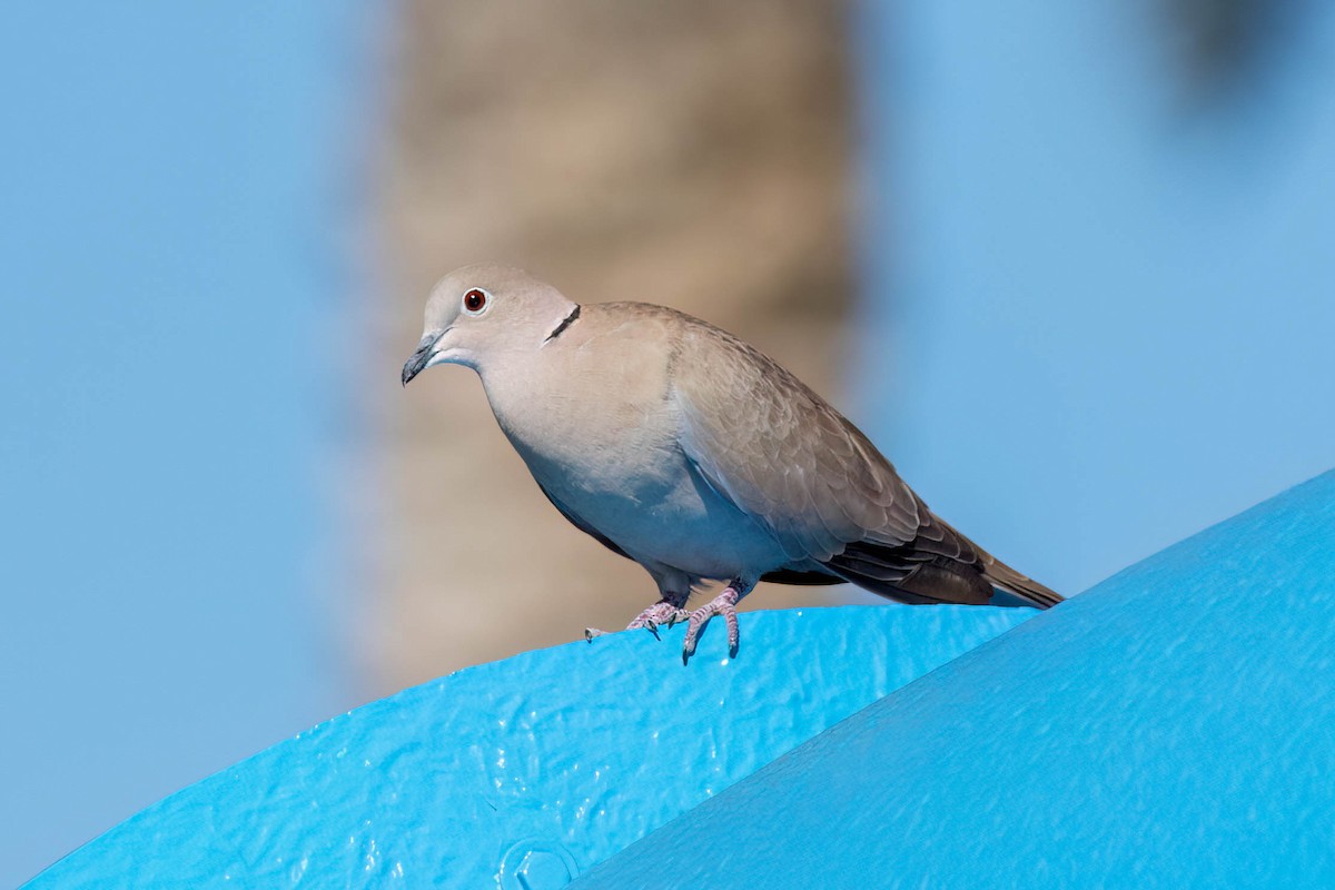 Eurasian Collared-Dove - ML615566749