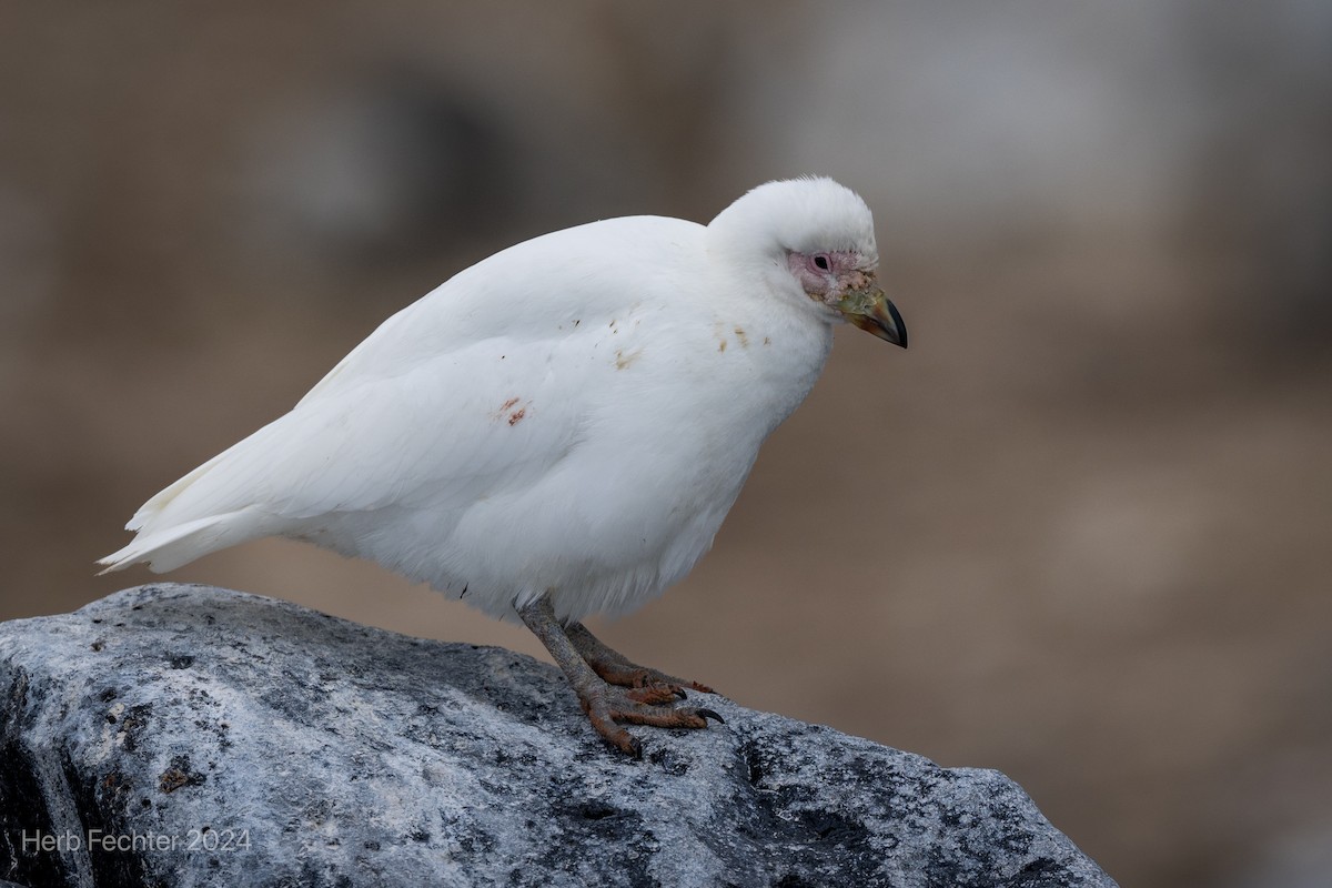 Snowy Sheathbill - ML615566750