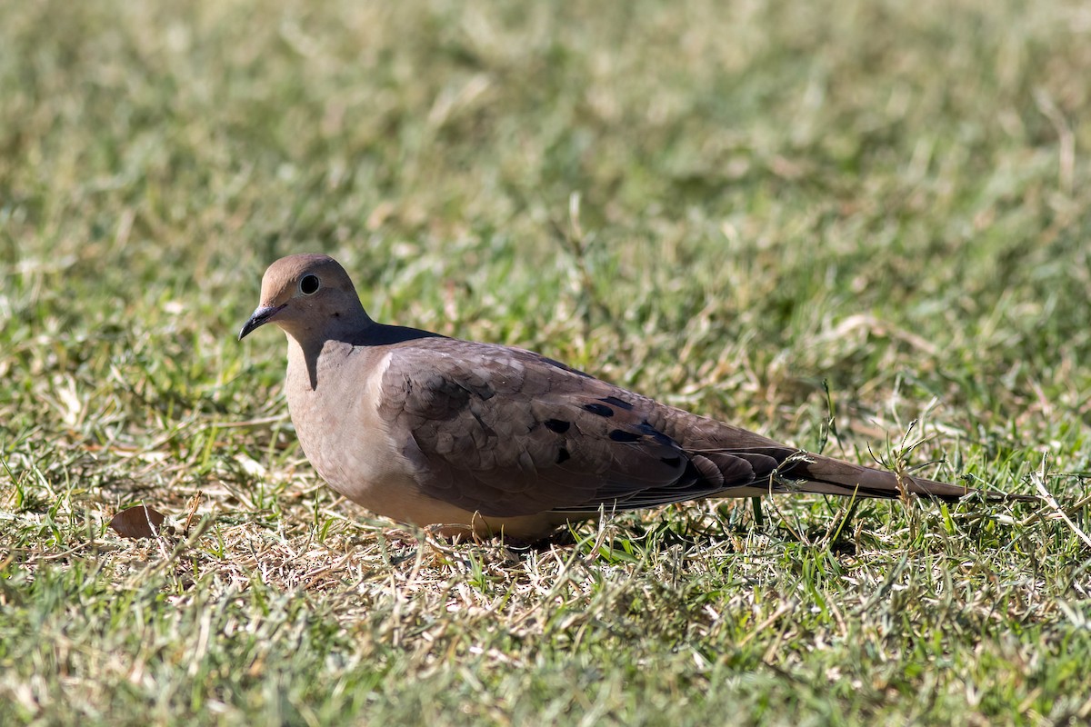 Mourning Dove - ML615566752