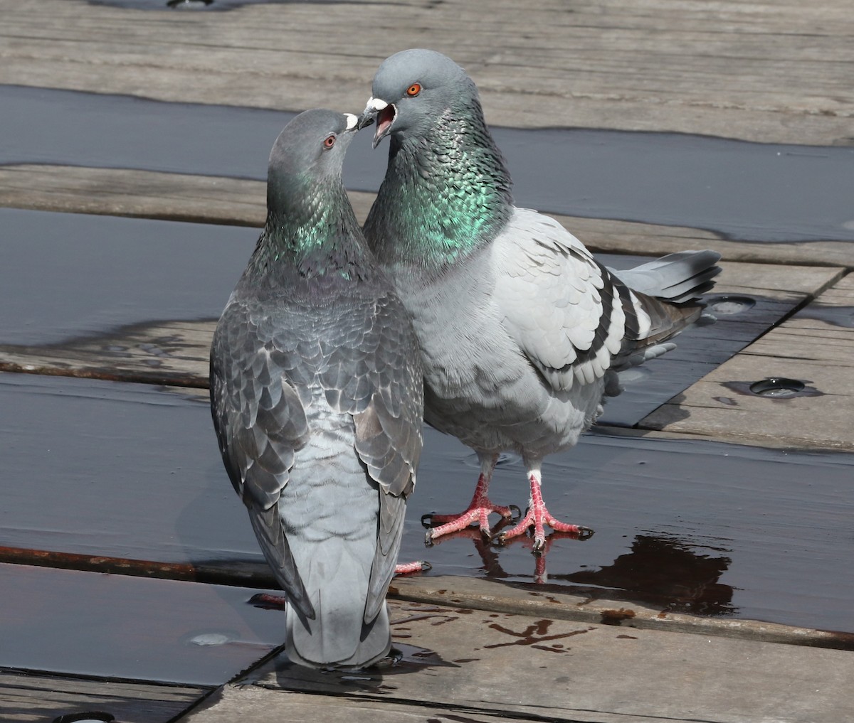 Rock Pigeon (Feral Pigeon) - ML615566784