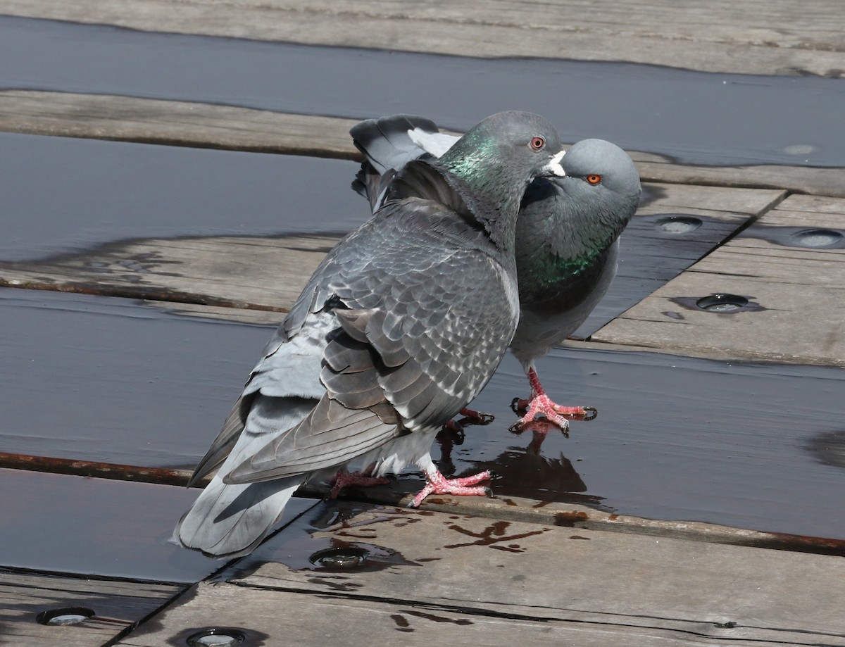 Rock Pigeon (Feral Pigeon) - ML615566785