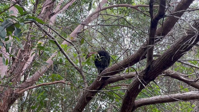 Australian Brushturkey - ML615566810