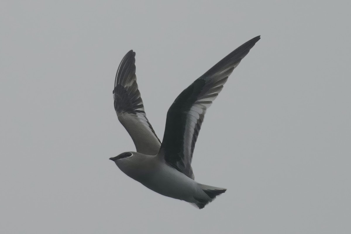 Small Pratincole - Sudip Simha