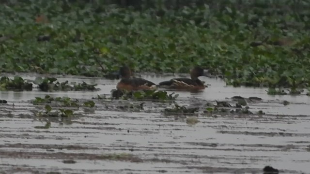 Fulvous Whistling-Duck - ML615566981