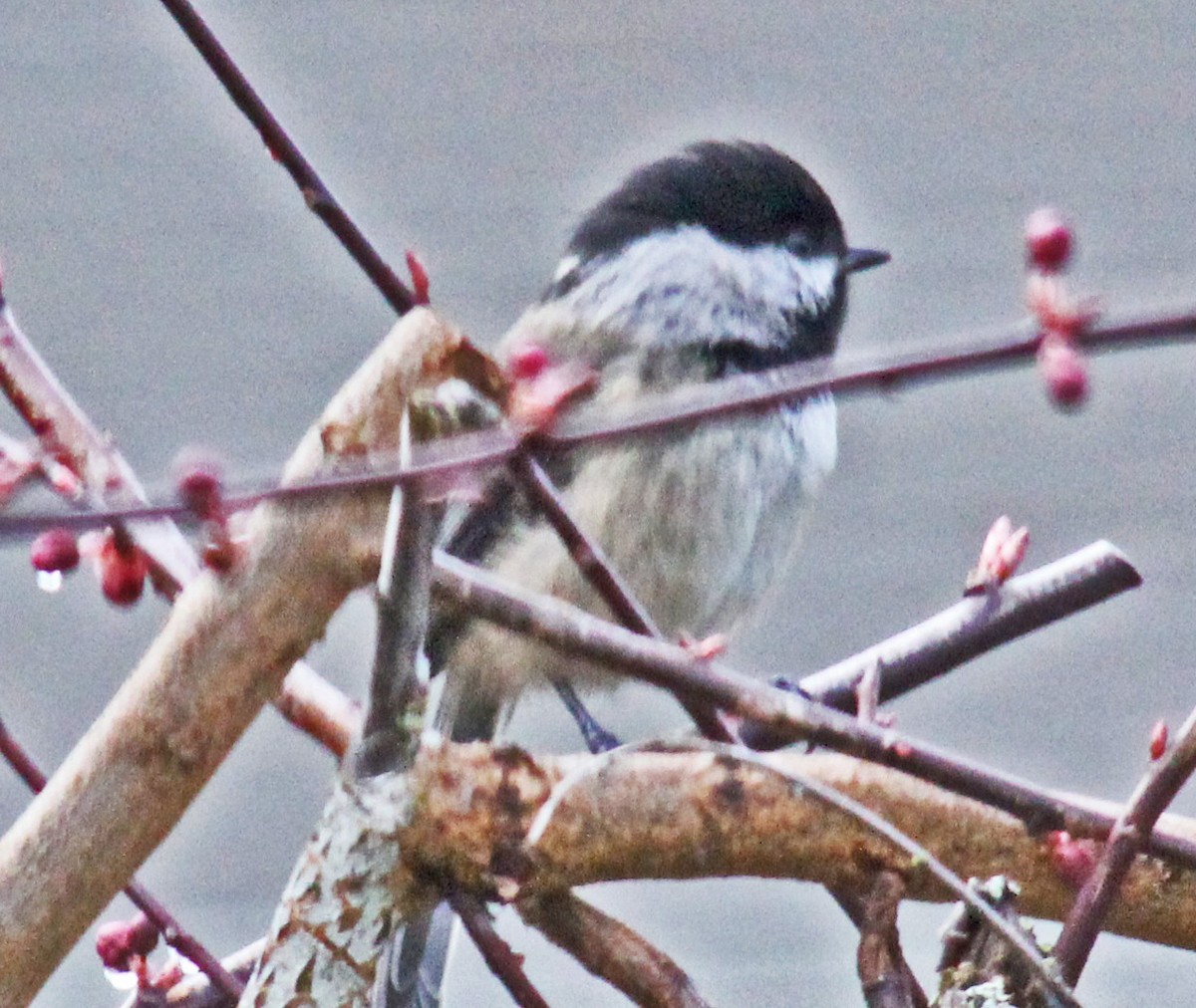 Mésange à tête noire - ML615566988