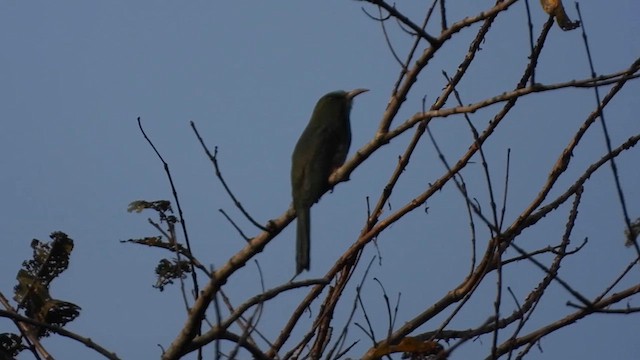 Blue-bearded Bee-eater - ML615566993