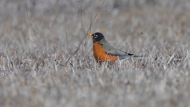 American Robin - ML615567004