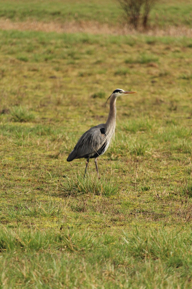 Great Blue Heron - Casey Moore-Harris