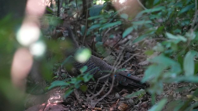 Gray Peacock-Pheasant - ML615567031