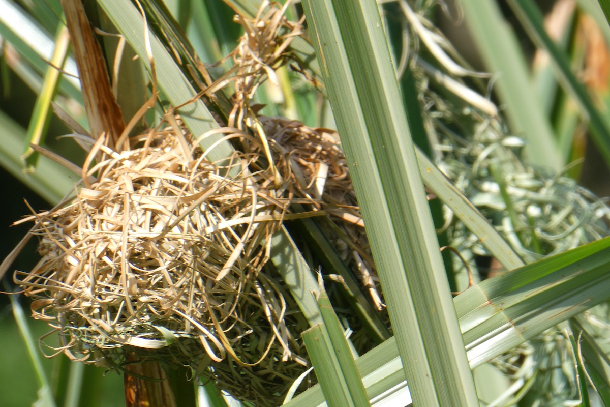 Taveta Golden-Weaver - ML615567033