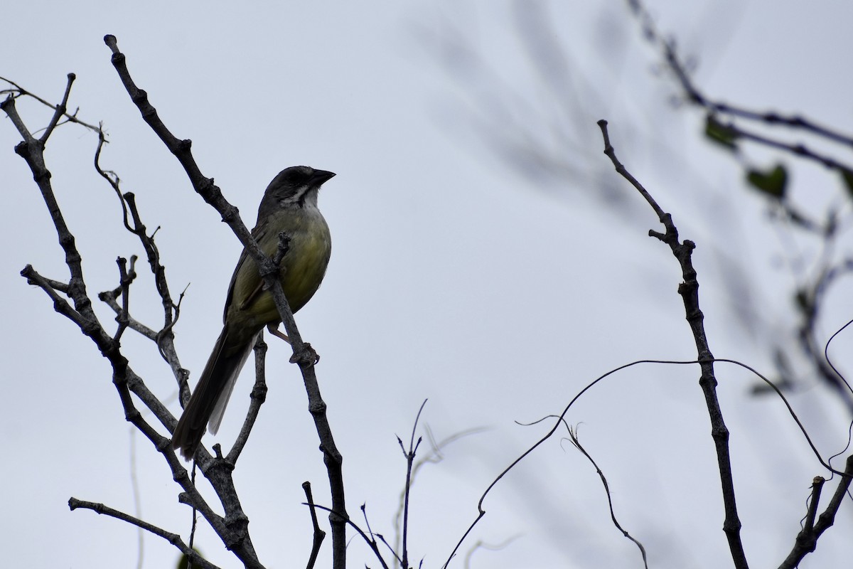 Zapata Sparrow - ML615567131