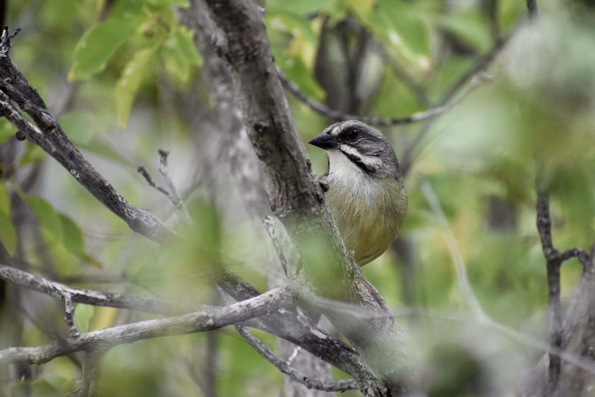 Zapata Sparrow - ML615567134