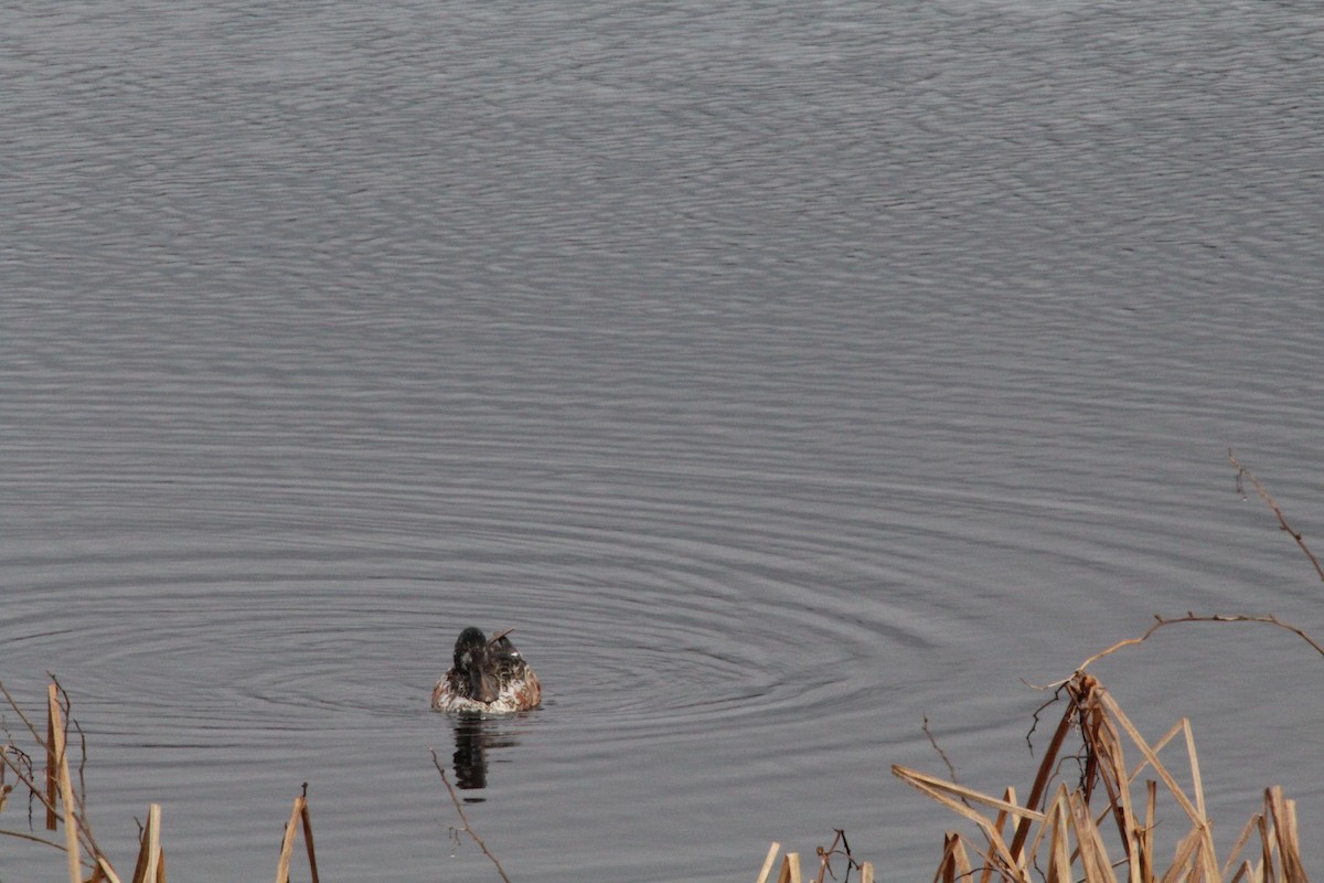 Northern Shoveler - ML615567139