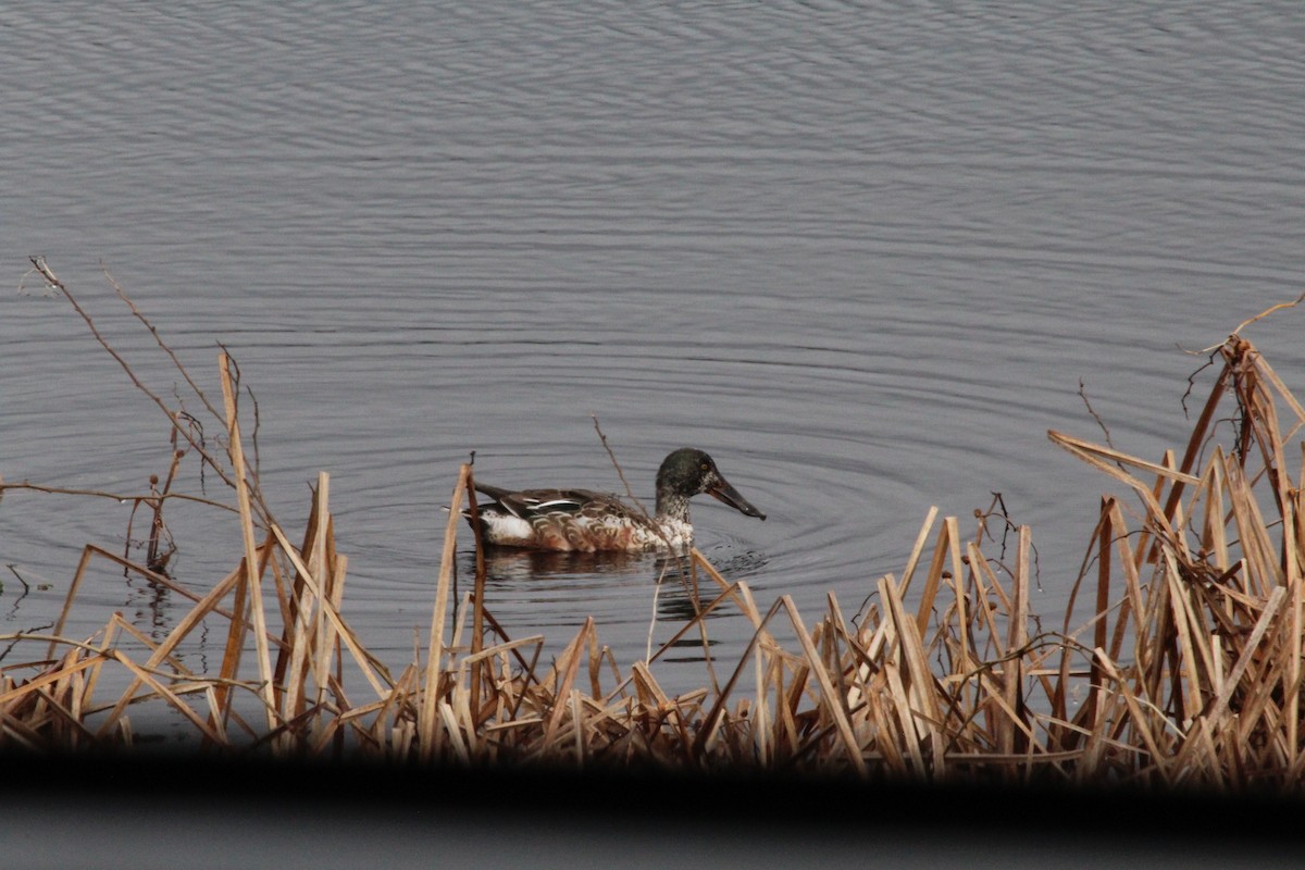 Northern Shoveler - ML615567141