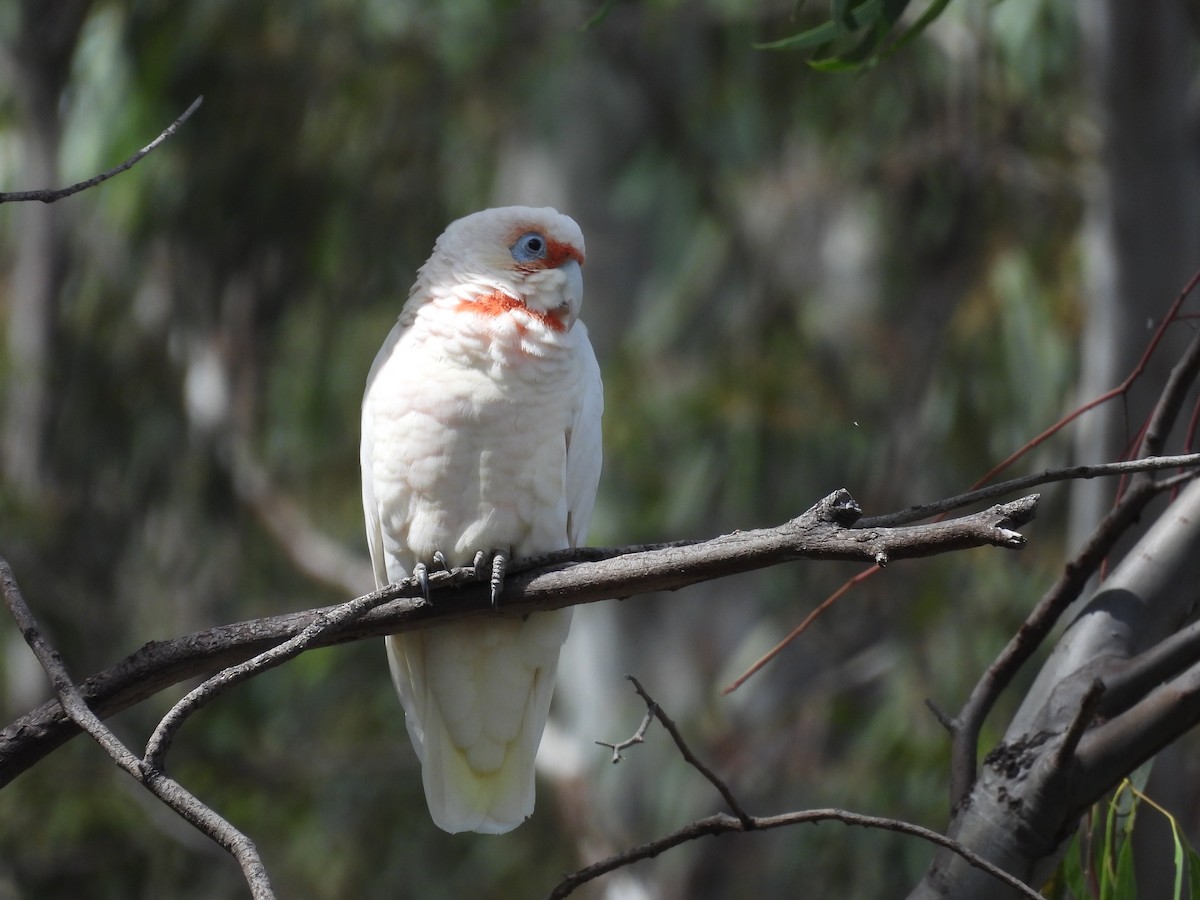 Long-billed Corella - Chanith Wijeratne