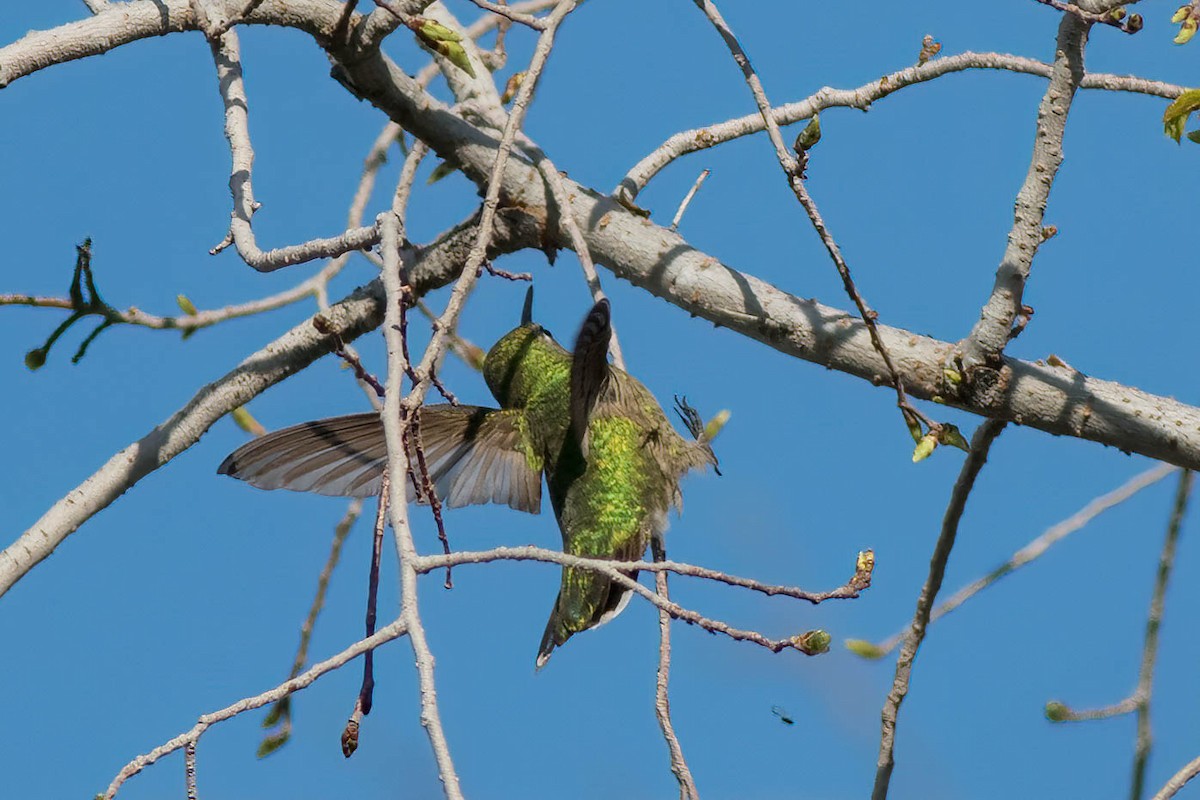 Anna's Hummingbird - ML615567190