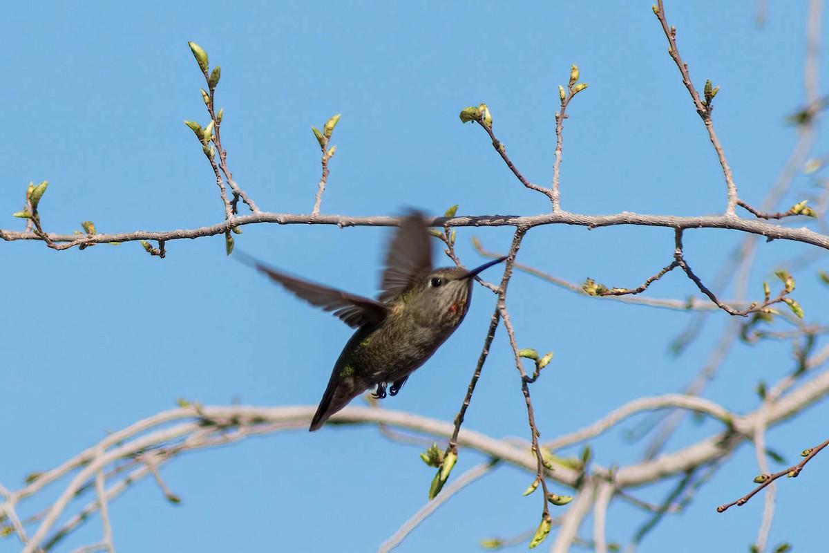 Anna's Hummingbird - ML615567192