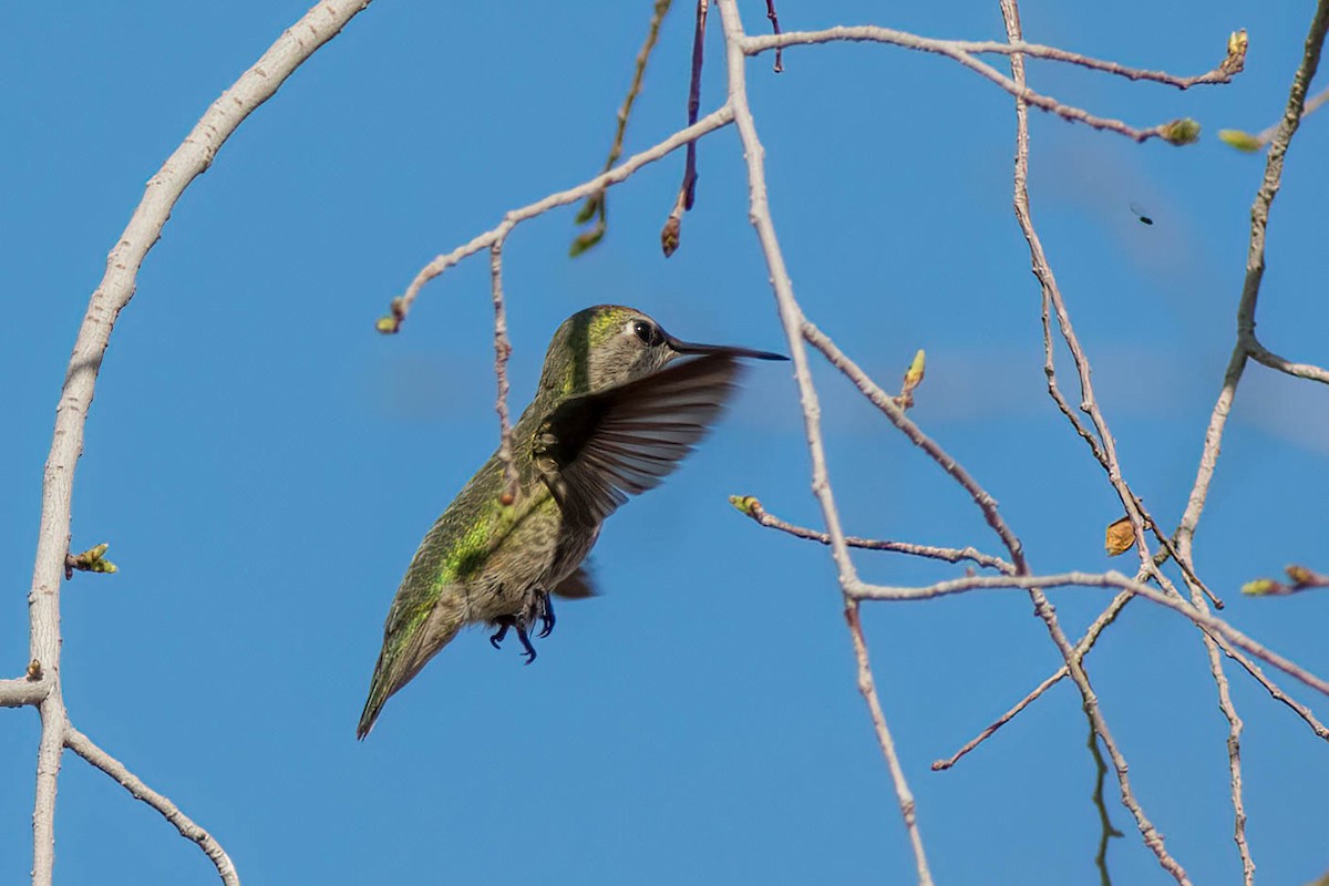 Anna's Hummingbird - ML615567193