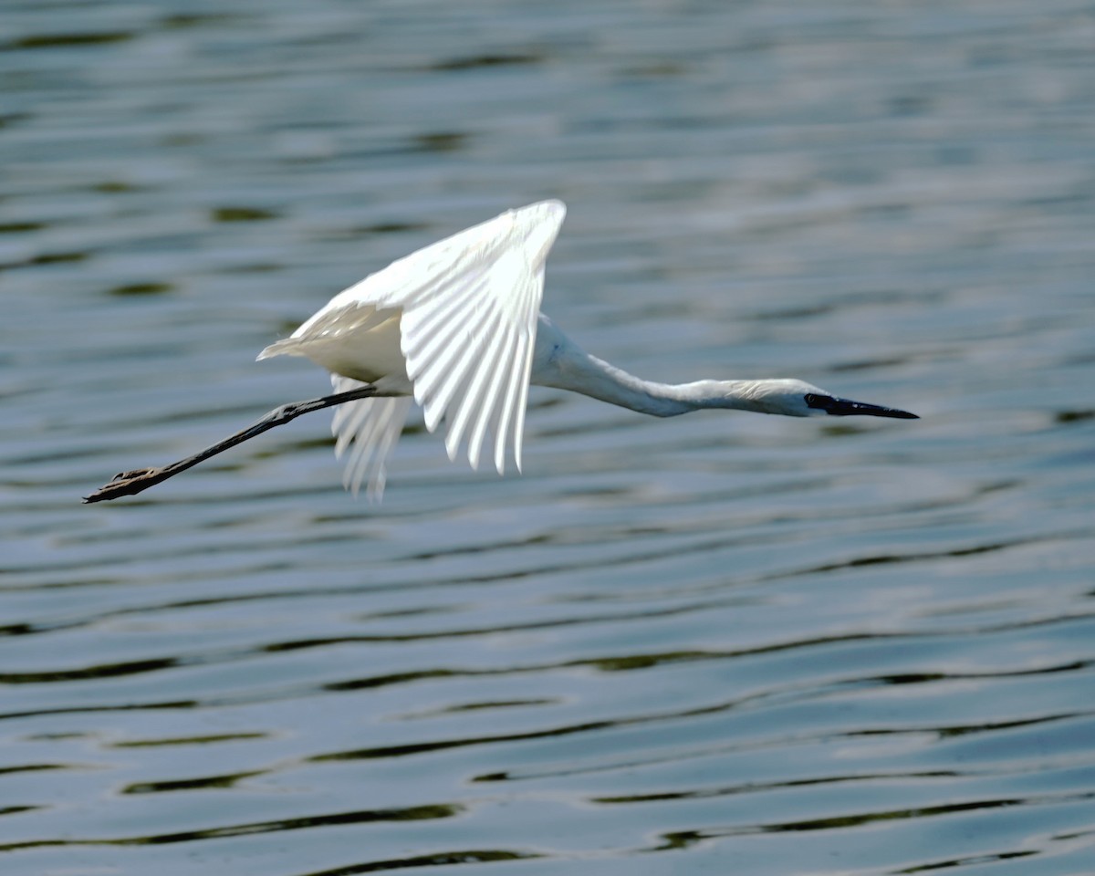 Reddish Egret - Carlos Jenkins