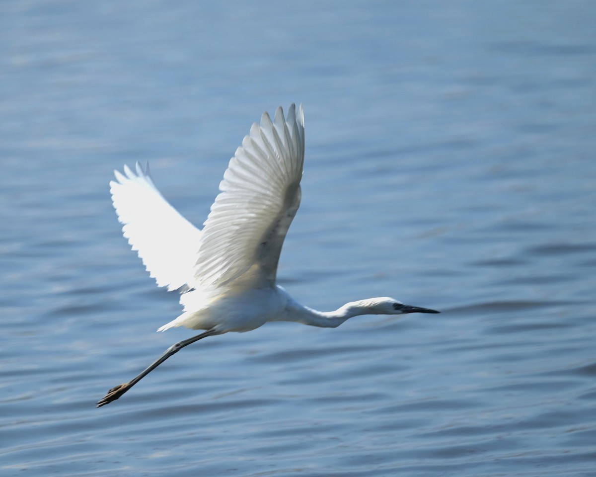 Reddish Egret - ML615567227