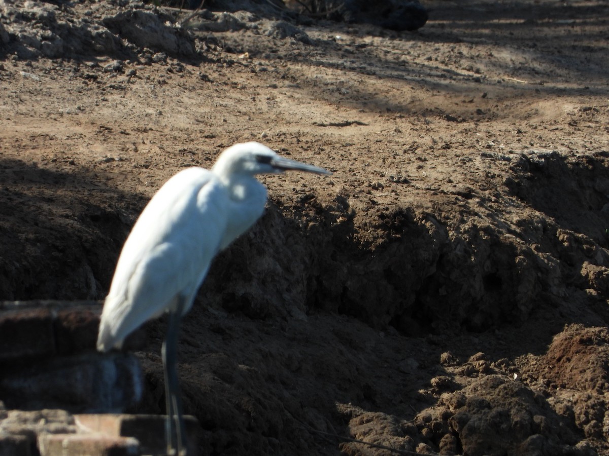 Reddish Egret - ML615567228