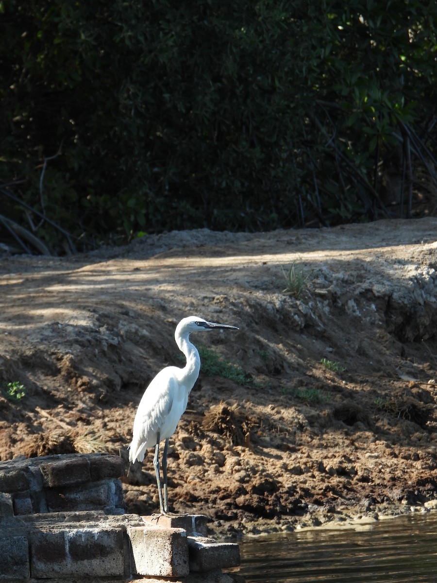 Reddish Egret - Carlos Jenkins