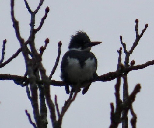 Belted Kingfisher - ML615567235