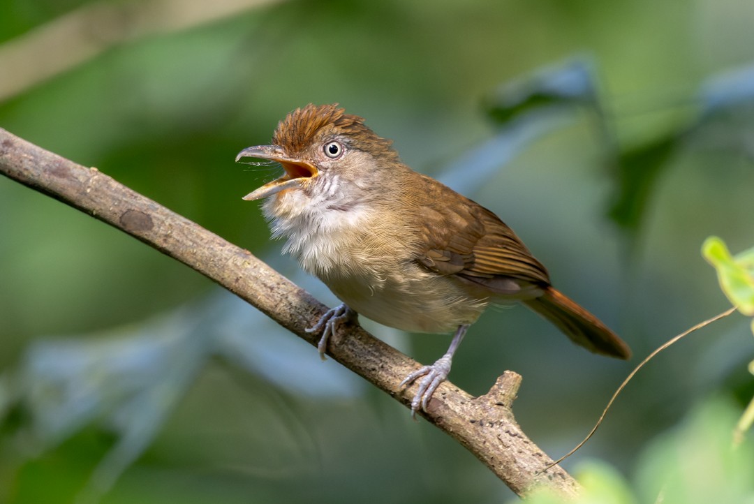 Palawan Babbler - ML615567251