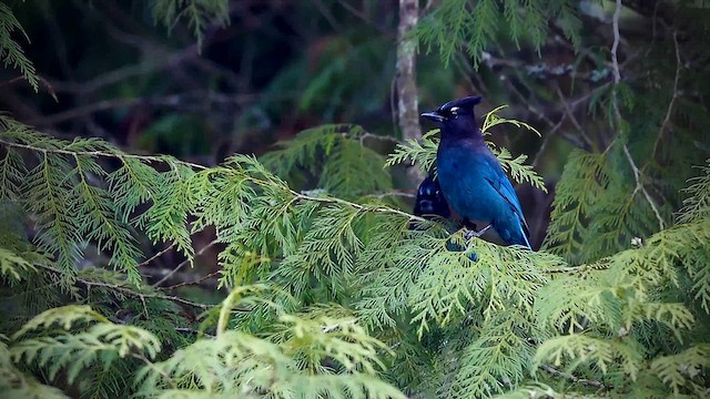 Steller's Jay - ML615567304