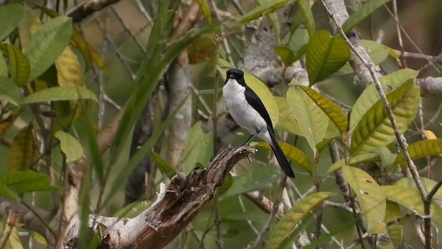 Jerdon's Bushchat - ML615567322