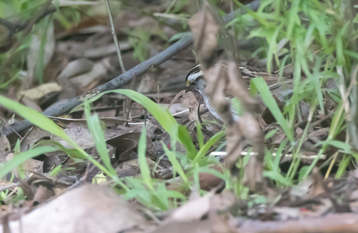 White-throated Sparrow - ML615567366