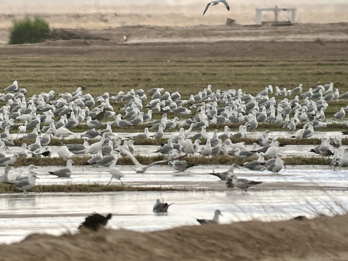 Ring-billed Gull - ML615567396