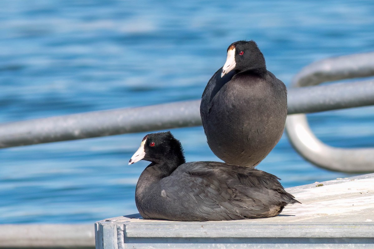 American Coot - ML615567398