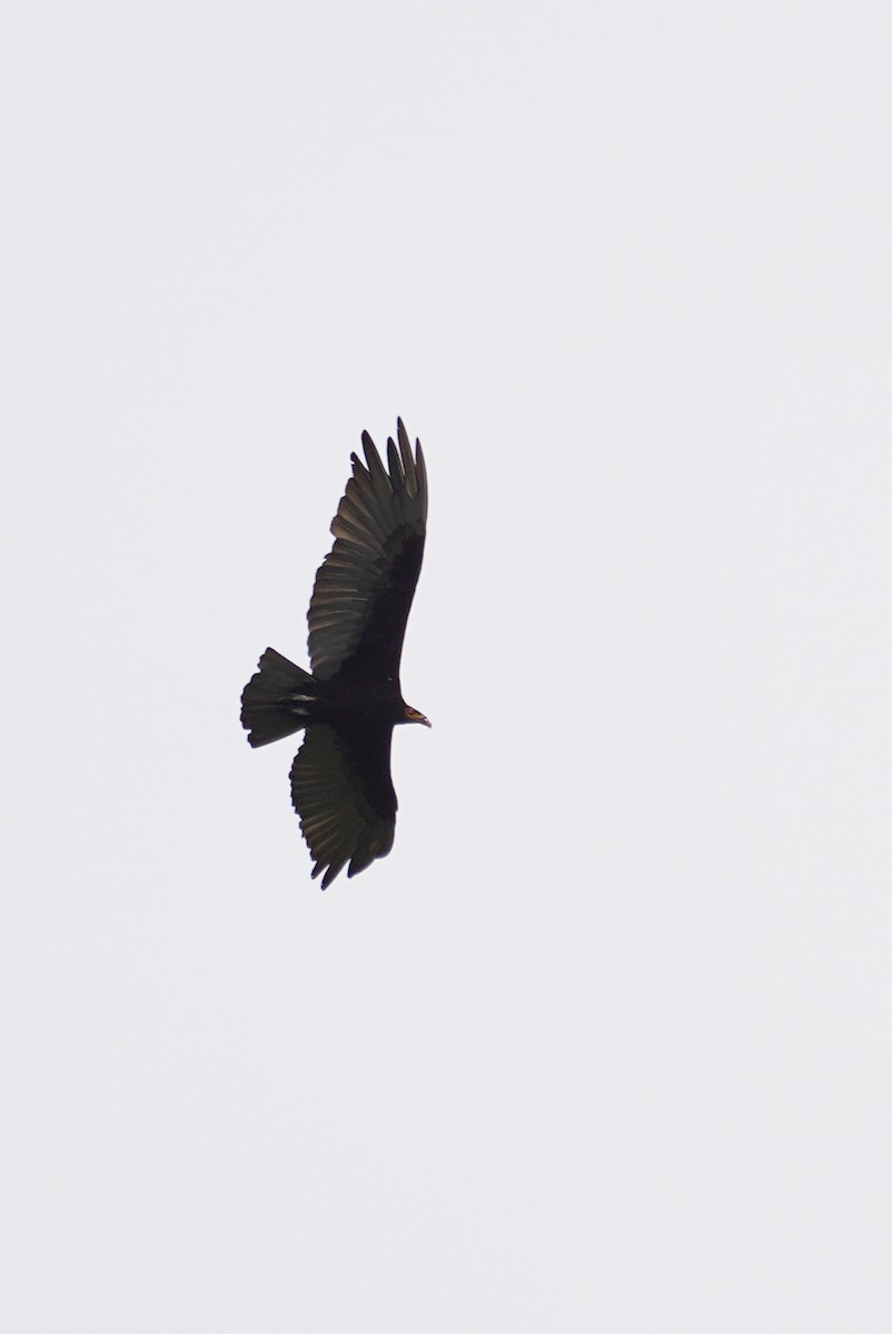 Lesser Yellow-headed Vulture - ML615567406