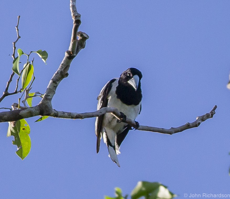 Hooded Butcherbird - ML615567424