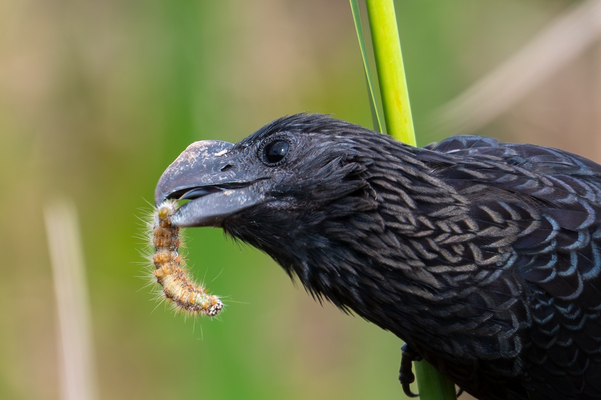 Smooth-billed Ani - ML615567456