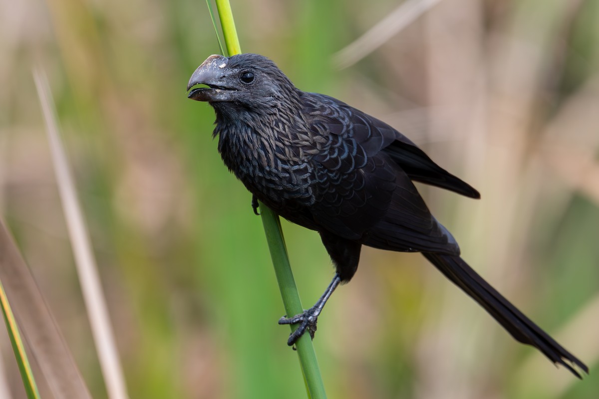 Smooth-billed Ani - ML615567457