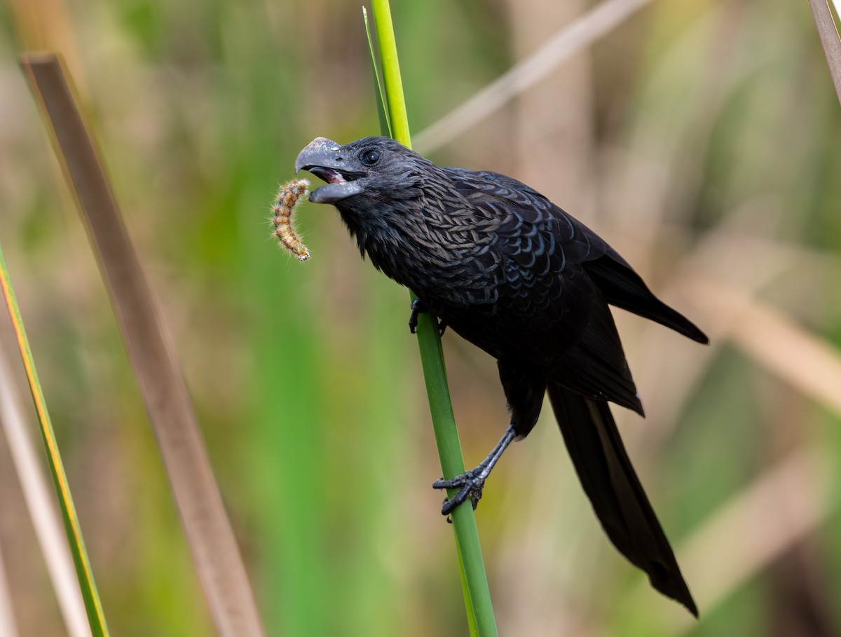 Smooth-billed Ani - ML615567458