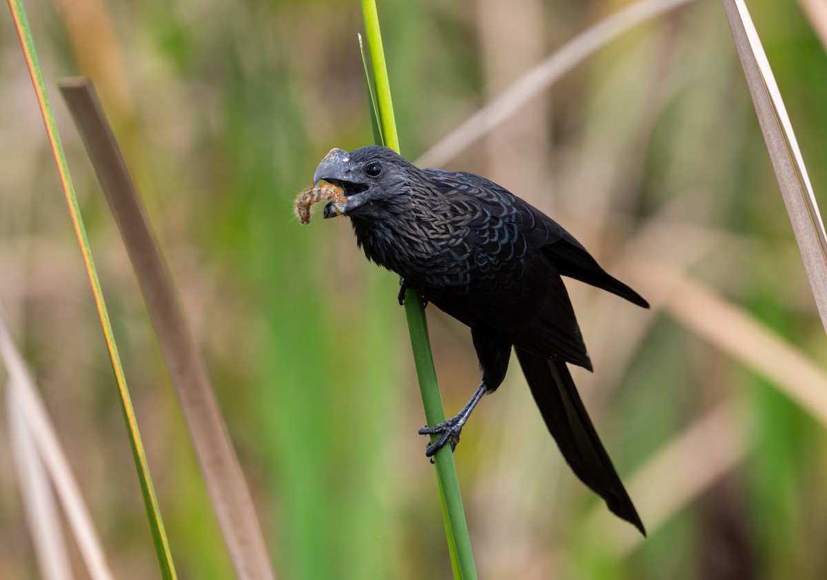 Smooth-billed Ani - ML615567459